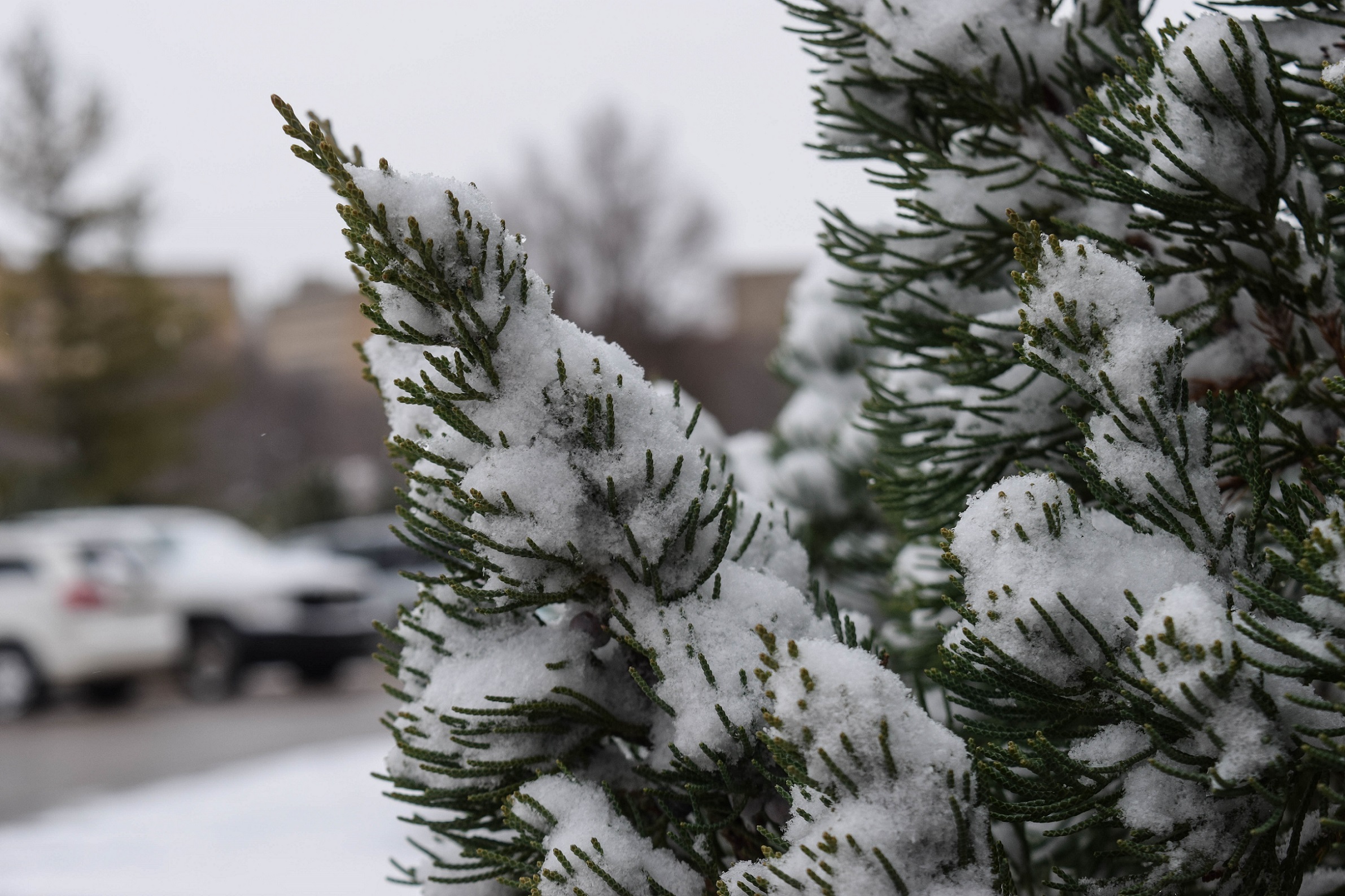 Pine tree branch covered in snow