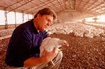 chickens