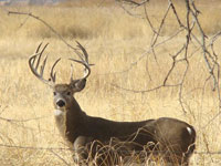 deer