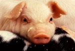 pig