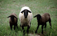 sheep
