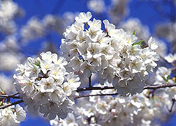 Cherry flowers