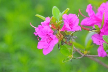 Azalea flower