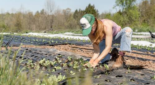 farmer planting