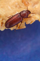 flour beetle