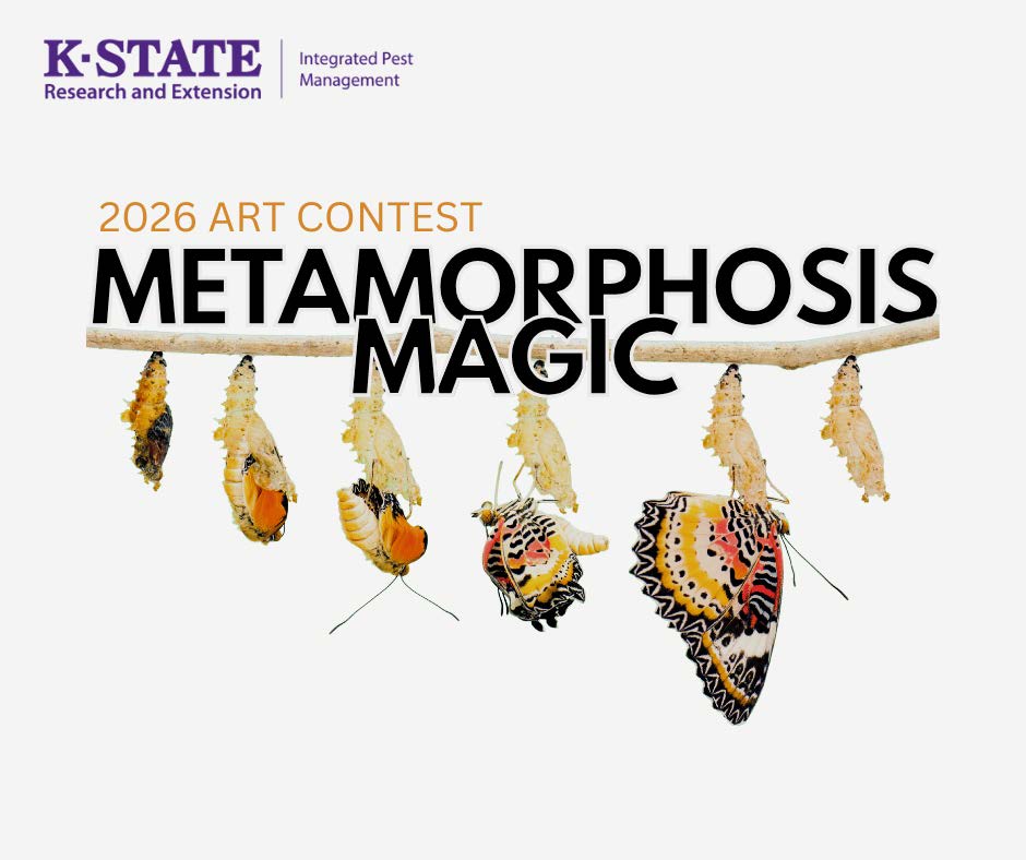 Butterfly going through metamorphosis