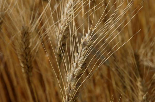 Wheat