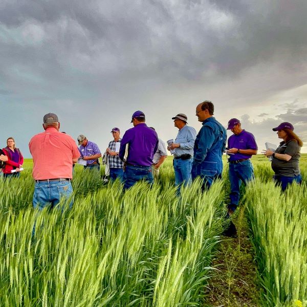 field-crops