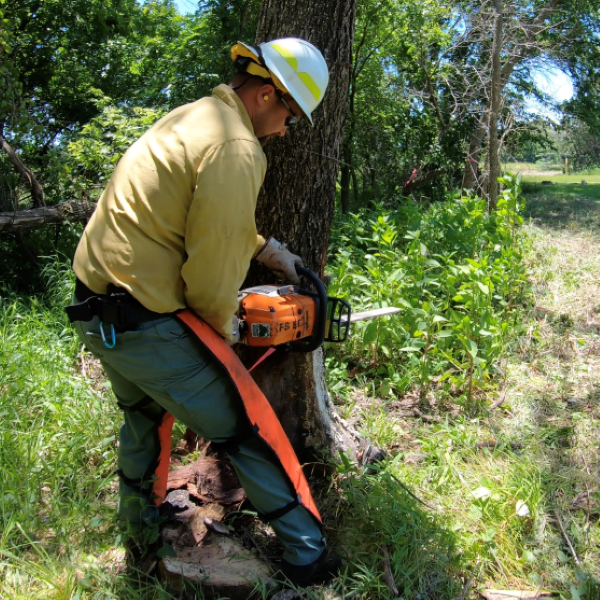 forest-service KFS